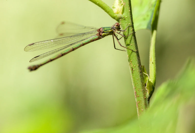 Insect Identification Guide - Bites & Stings
